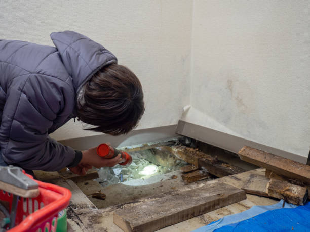 Best Real Estate Mold Inspection  in Madison, WV